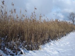 2005-Januar-Ipsach-1