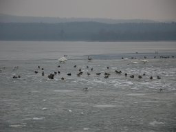 2012-Seegfroeri-20