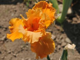 2015-6-Pflanzen-11
