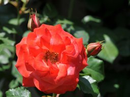 2015-6-Pflanzen-16