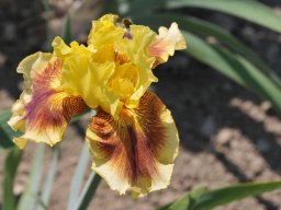 2015-6-Pflanzen-17