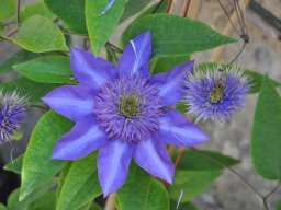 2015-6-Pflanzen-19