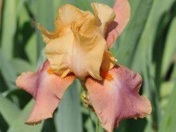 2015-6-Pflanzen-6