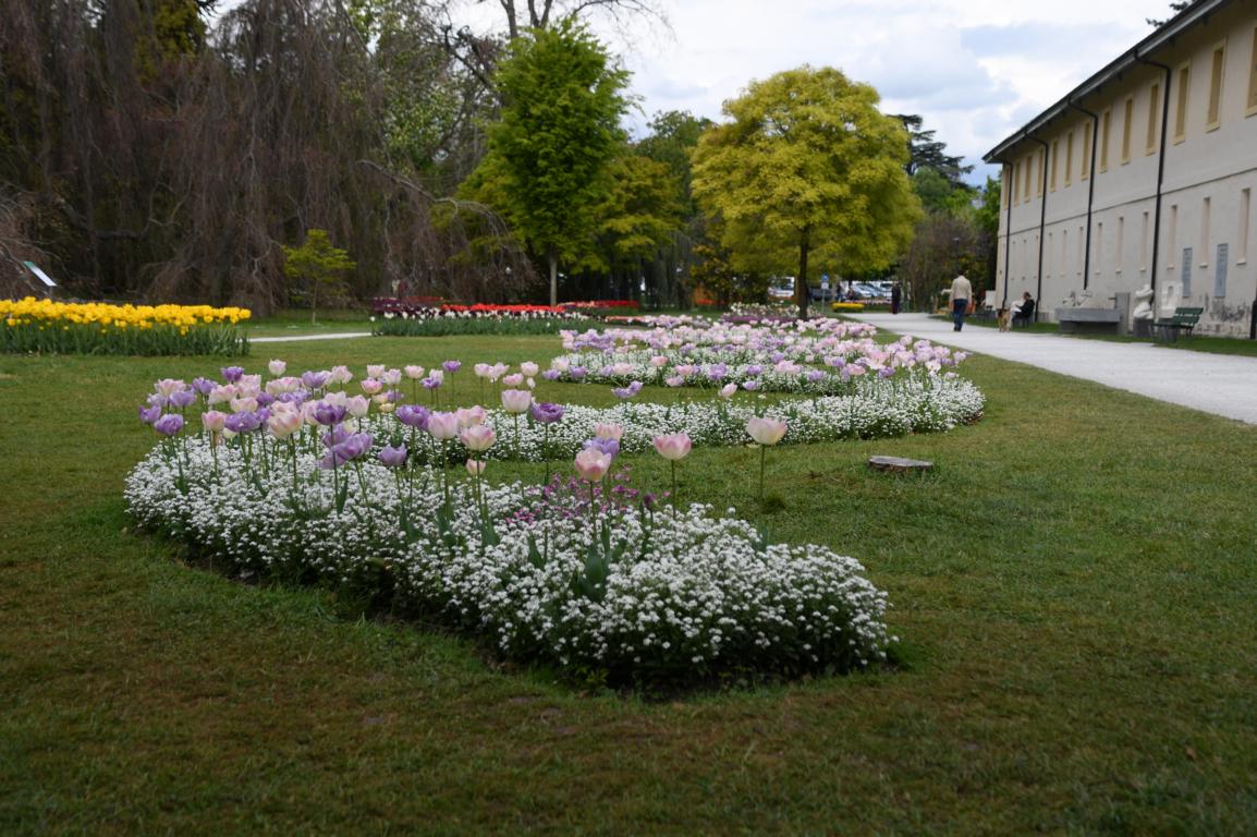2025 Tulpen Morges 9