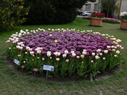 2025-Tulpen-Morges-1