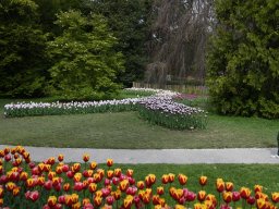 2025-Tulpen-Morges-10