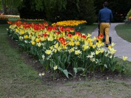 2025-Tulpen-Morges-11