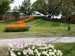 2025-Tulpen-Morges-12