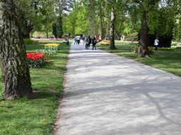 2025-Tulpen-Morges-13