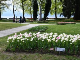 2025-Tulpen-Morges-14