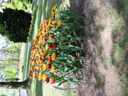 2025-Tulpen-Morges-15