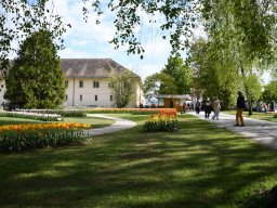 2025-Tulpen-Morges-16
