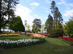 2025-Tulpen-Morges-18