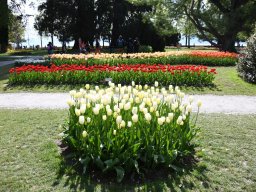 2025-Tulpen-Morges-19