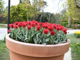 2025-Tulpen-Morges-2
