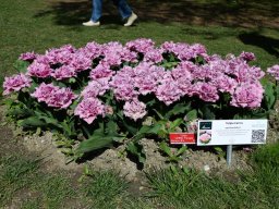 2025-Tulpen-Morges-20