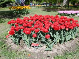 2025-Tulpen-Morges-21