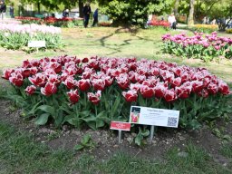 2025-Tulpen-Morges-22