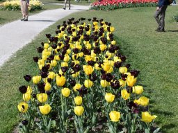 2025-Tulpen-Morges-23