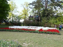 2025-Tulpen-Morges-24