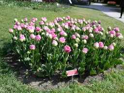 2025-Tulpen-Morges-25