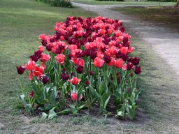 2025-Tulpen-Morges-26