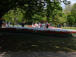2025-Tulpen-Morges-28