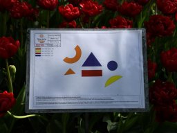 2025-Tulpen-Morges-29