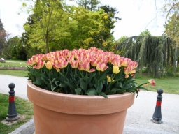 2025-Tulpen-Morges-3