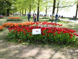 2025-Tulpen-Morges-30
