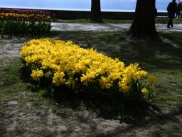 2025-Tulpen-Morges-31