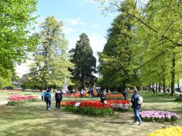 2025-Tulpen-Morges-32