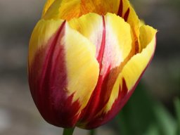 2025-Tulpen-Morges-33