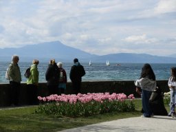2025-Tulpen-Morges-34
