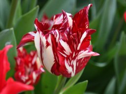 2025-Tulpen-Morges-35