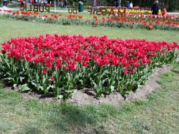 2025-Tulpen-Morges-37