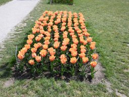2025-Tulpen-Morges-38