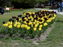 2025-Tulpen-Morges-39