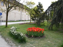 2025-Tulpen-Morges-4