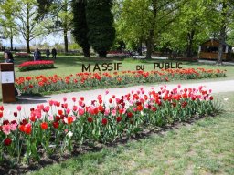 2025-Tulpen-Morges-40