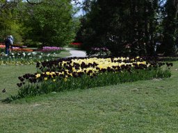 2025-Tulpen-Morges-42