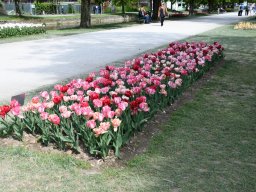 2025-Tulpen-Morges-43