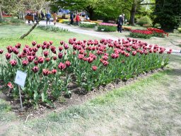 2025-Tulpen-Morges-44
