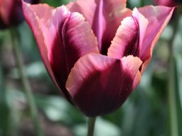 2025-Tulpen-Morges-45