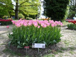 2025-Tulpen-Morges-47
