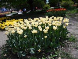 2025-Tulpen-Morges-48