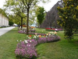 2025-Tulpen-Morges-5