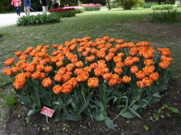 2025-Tulpen-Morges-50