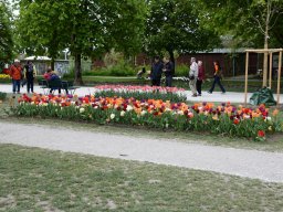 2025-Tulpen-Morges-55