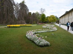 2025-Tulpen-Morges-6